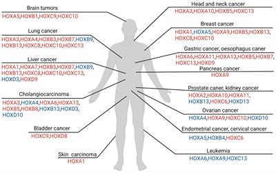 Homeobox Genes in Cancers: From Carcinogenesis to Recent Therapeutic Intervention